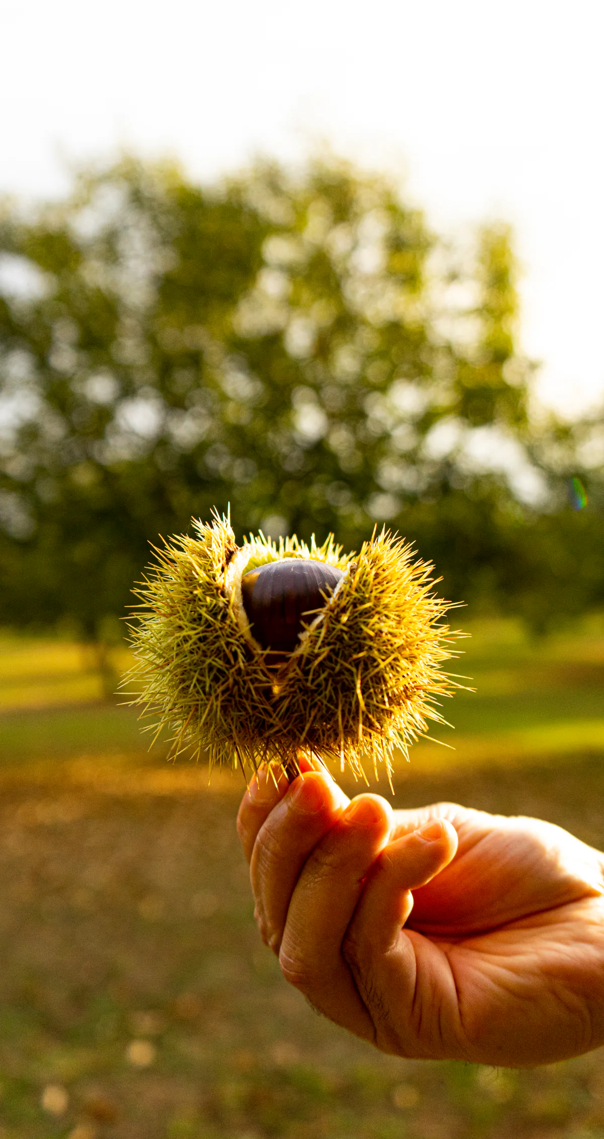 Una mano tiene un riccio aperto con una castagna, davanti agli alberi sfocati.