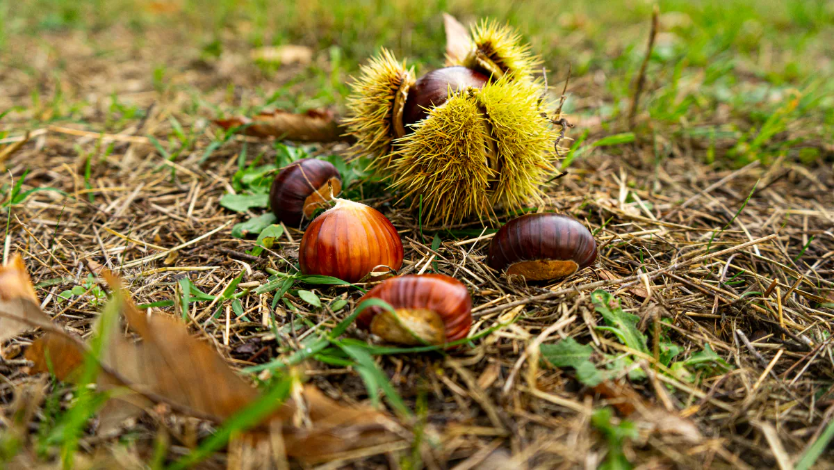 Castagne lucide e un riccio aperto sul terreno del castagneto.