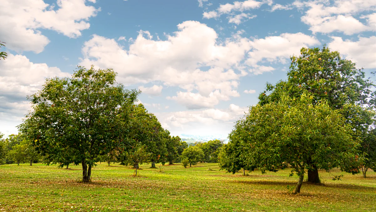 Alberi di castagno disposti sul prato, sotto un cielo azzurro con nuvole.
