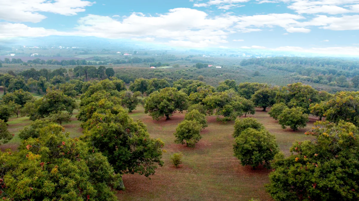 Veduta aerea del castagneto, con alberi sul prato e paesaggio collinare sullo sfondo.